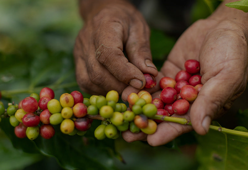 recolección de cafe especial