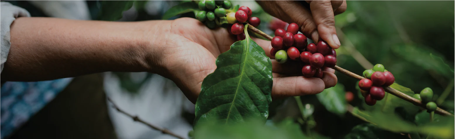 Café en grano ecológico 