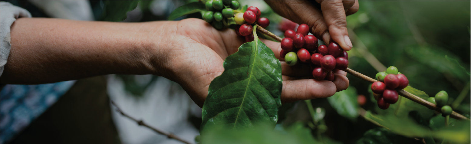 Café ecológico