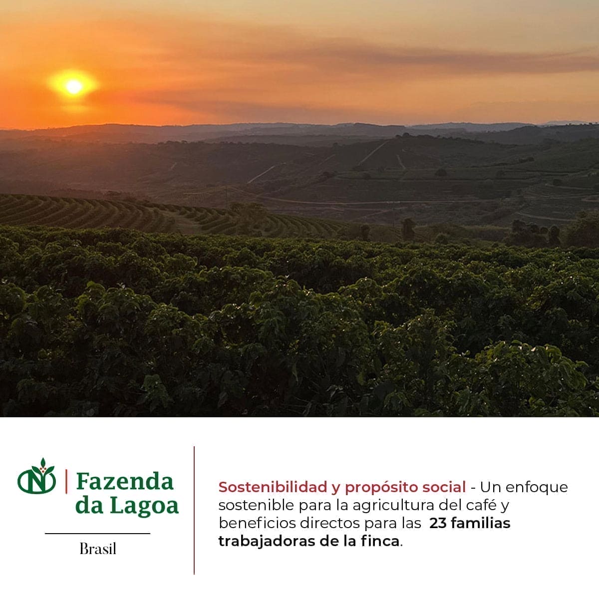 CAFÉ DE ESPECIALIDAD EN GRANO  BERRACO-Bote 170 g