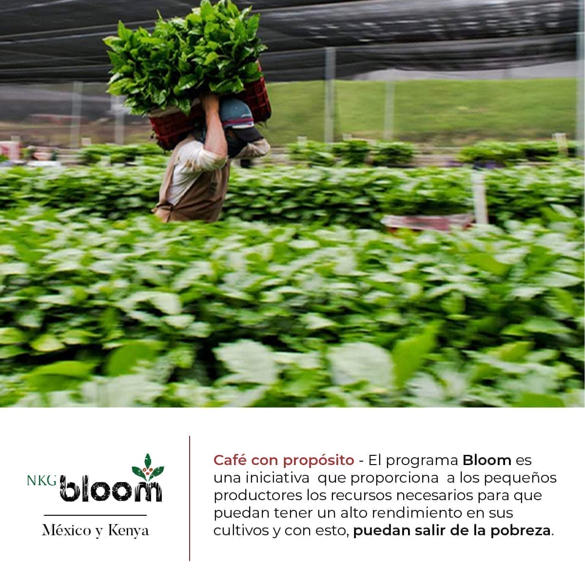 CAFÉ DE ESPECIALIDAD EN GRANO  BERRACO-Bote 170 g